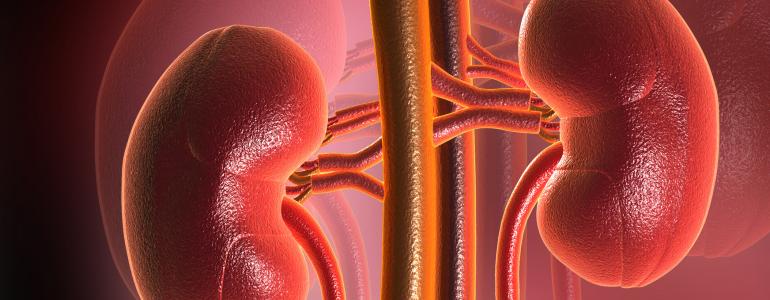 Важность почек для организма