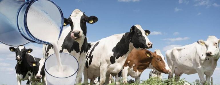 Осторожно  -  сибирская язва